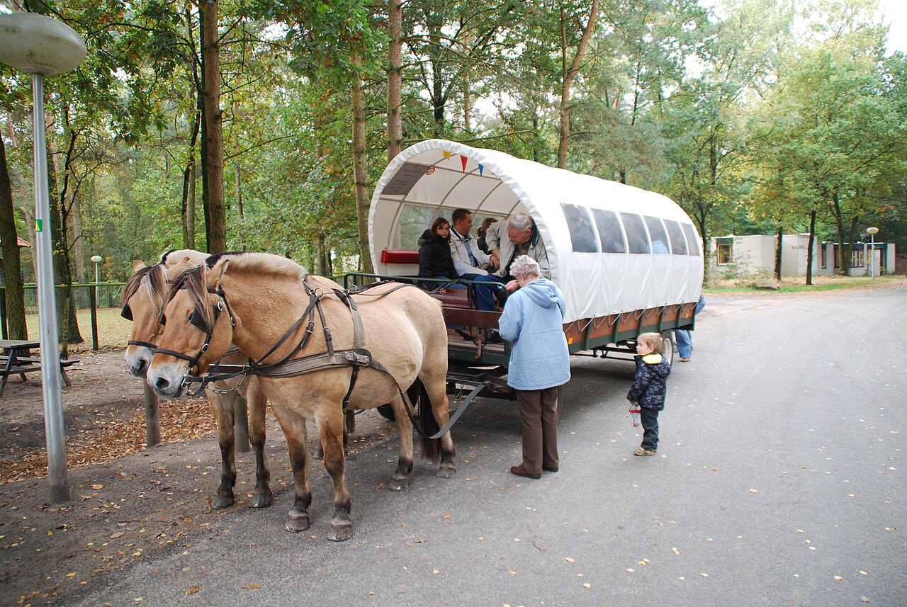 Huifkar met paarden in de Brabantse bossen